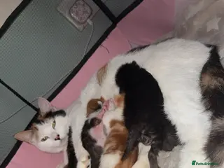 Mixed Breed cats Kittens for sale - Advert 7