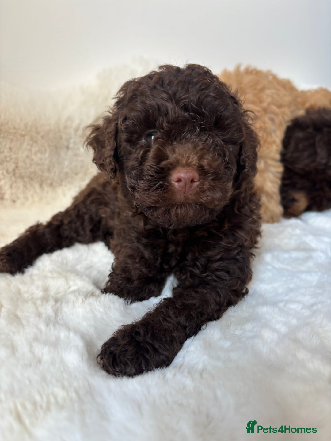 Cavapoo dogs for sale: 1 Chocolate Cavapoo left‼️ - Image 5