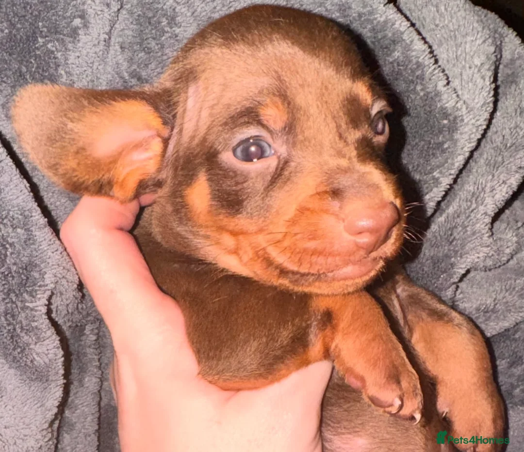 Miniature Dachshund dogs for sale: Because dachshund babies - Advert 5