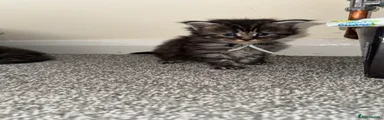 Maine Coon Kitten 3