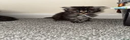 Maine Coon cats for sale: Stunning litter of 7 Maine coons!  - Advert 19