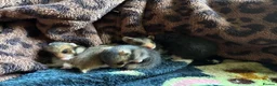 Hamster rodents for sale: Baby Syrian Hamsters in Lutterworth - Advert 4
