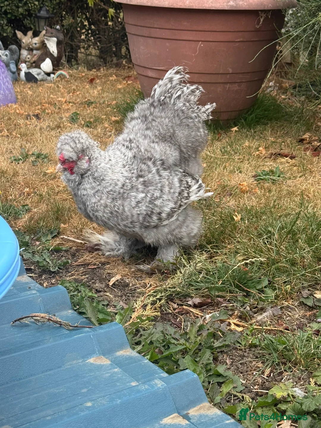 Chickens poultry for sale: Silky chicken male in Chesterfield - Advert 3
