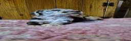 Great Dane dogs for sale: Beautiful KC Registered Great Danes Puppies - Advert 12