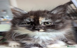 Maine Coon cats for sale: Maine coon X Persian kittens - Image 3