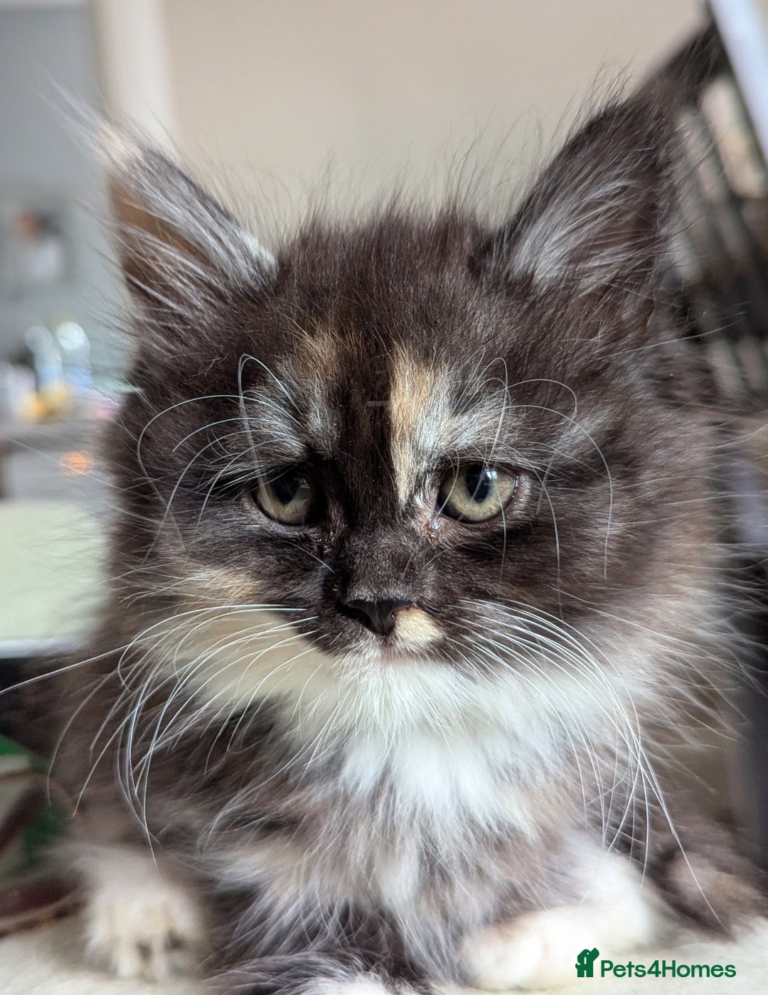 Maine Coon cats for sale: Maine coon X Persian kittens - Image 3
