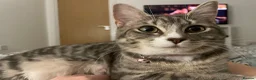 Siberian cats for sale: Siberian Girl needs a Home - Advert 4