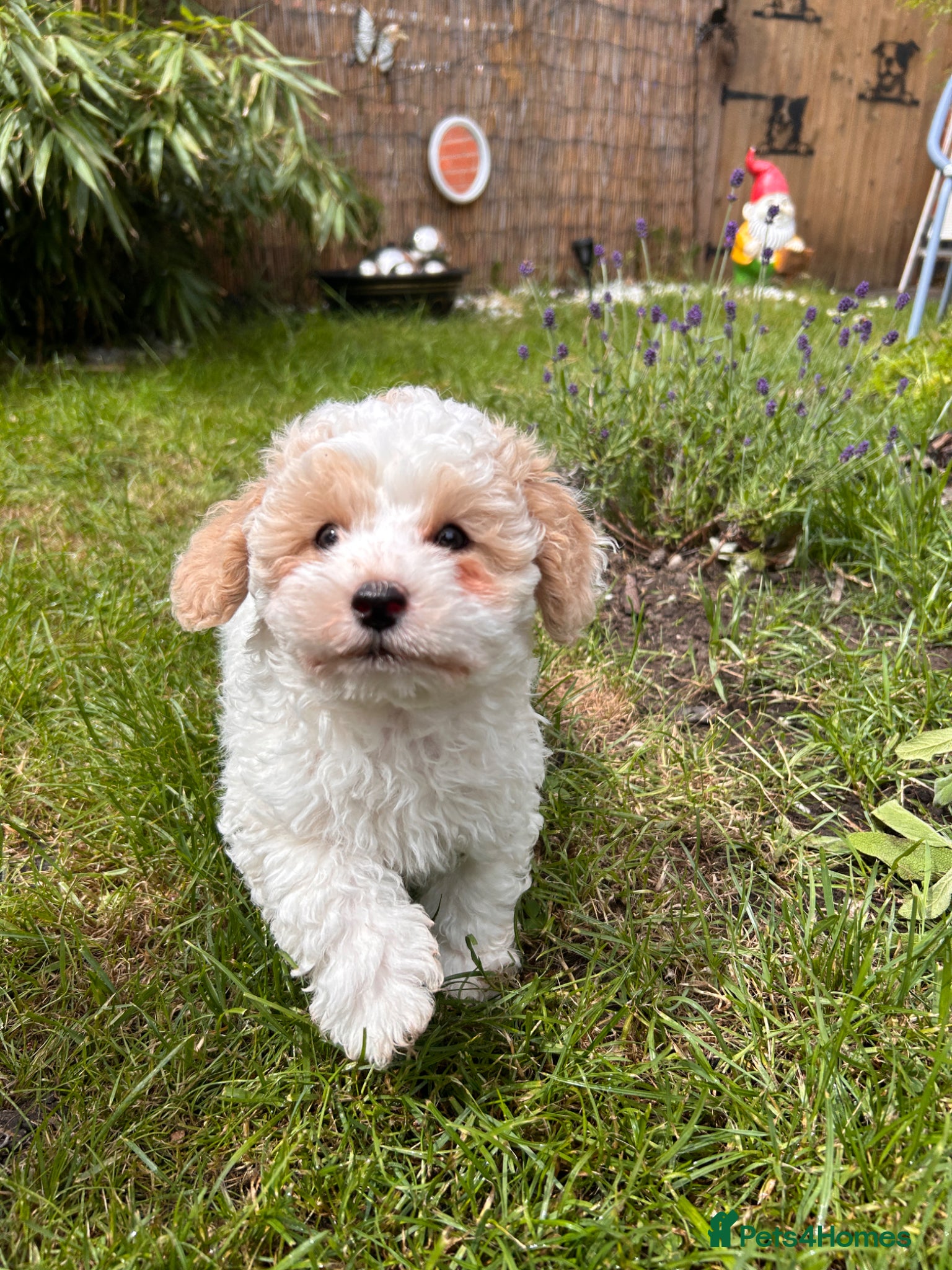 Shihpoo dogs Beautiful Shihpoos 🥰🐶 - Advert 1
