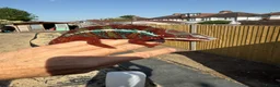 Chameleon reptiles for sale: Ambilobe Panther Chameleon  - Advert 6