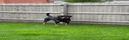Rottweiler dogs for stud: Gorgeous Rottweiler for Stud - Advert 2