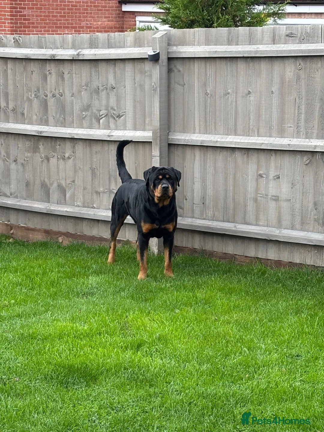 Rottweiler dogs for stud: Gorgeous Rottweiler for Stud - Advert 2