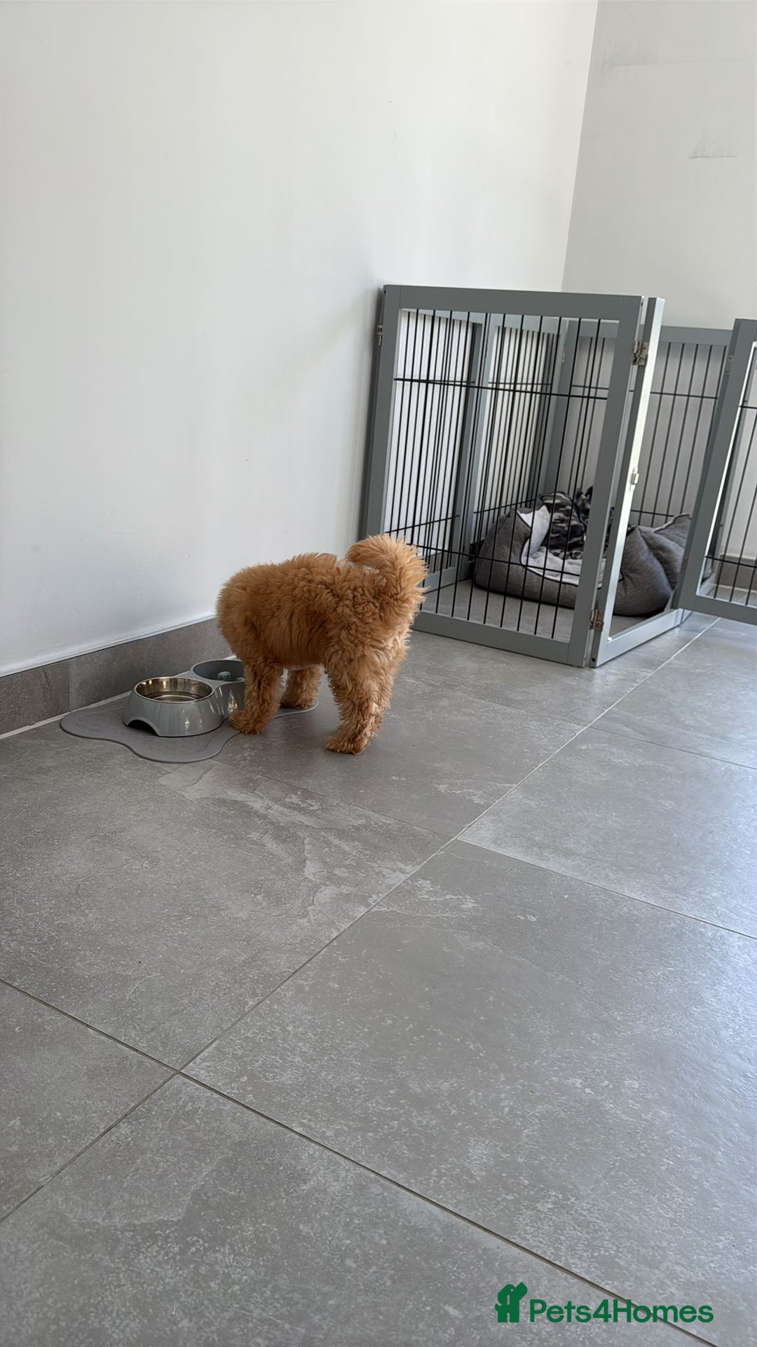Cockapoo dogs for sale:  Toy Cockapoo - Image 5