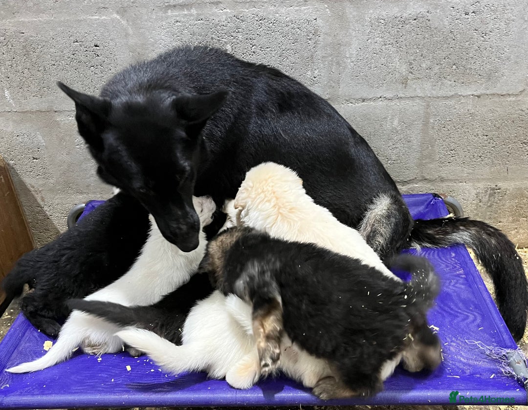 German Shepherd dogs for sale: German shepherd pups KC registered  - Image 12