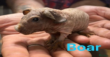 Guinea Pig rodents in Doncaster - Advert 7