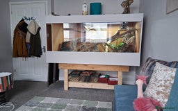 Dragon reptiles for sale: Frilled dragon and vivarium  - Image 4