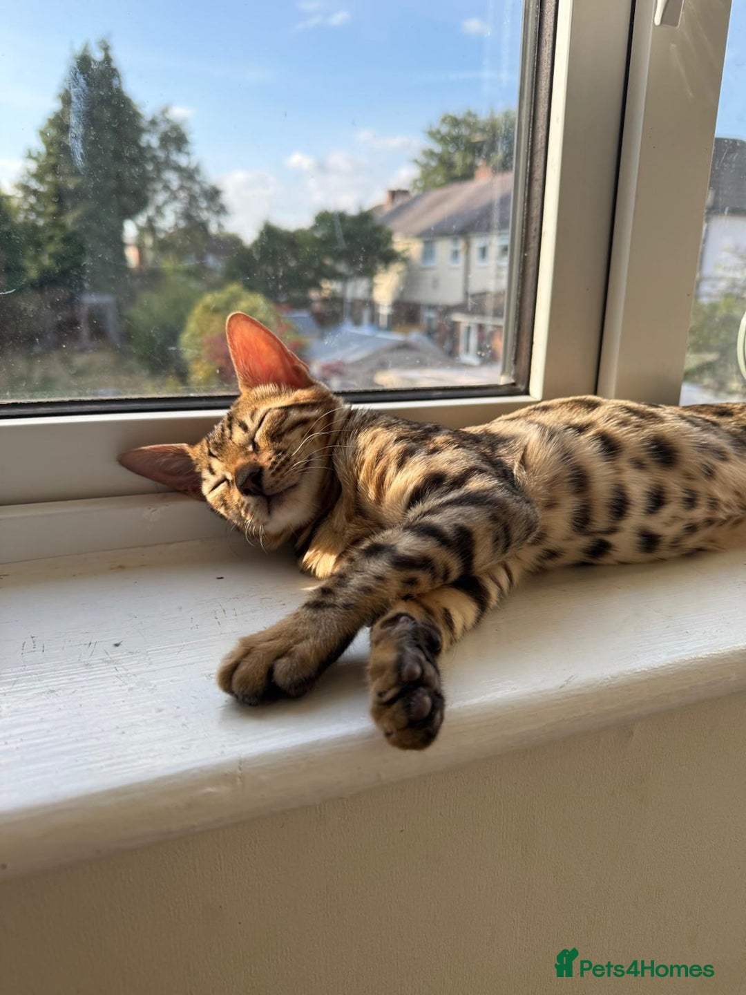 Savannah cats for sale: Savannah x Bengal - Image 9