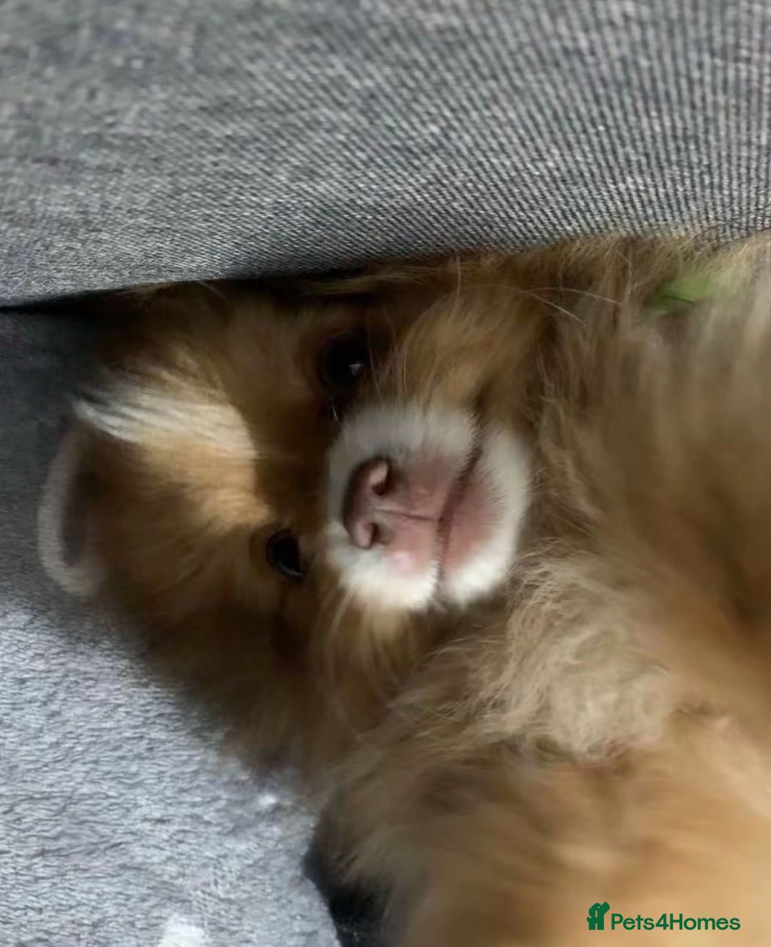 Pomeranian dogs for sale: Pomeranian dog  - Advert 3