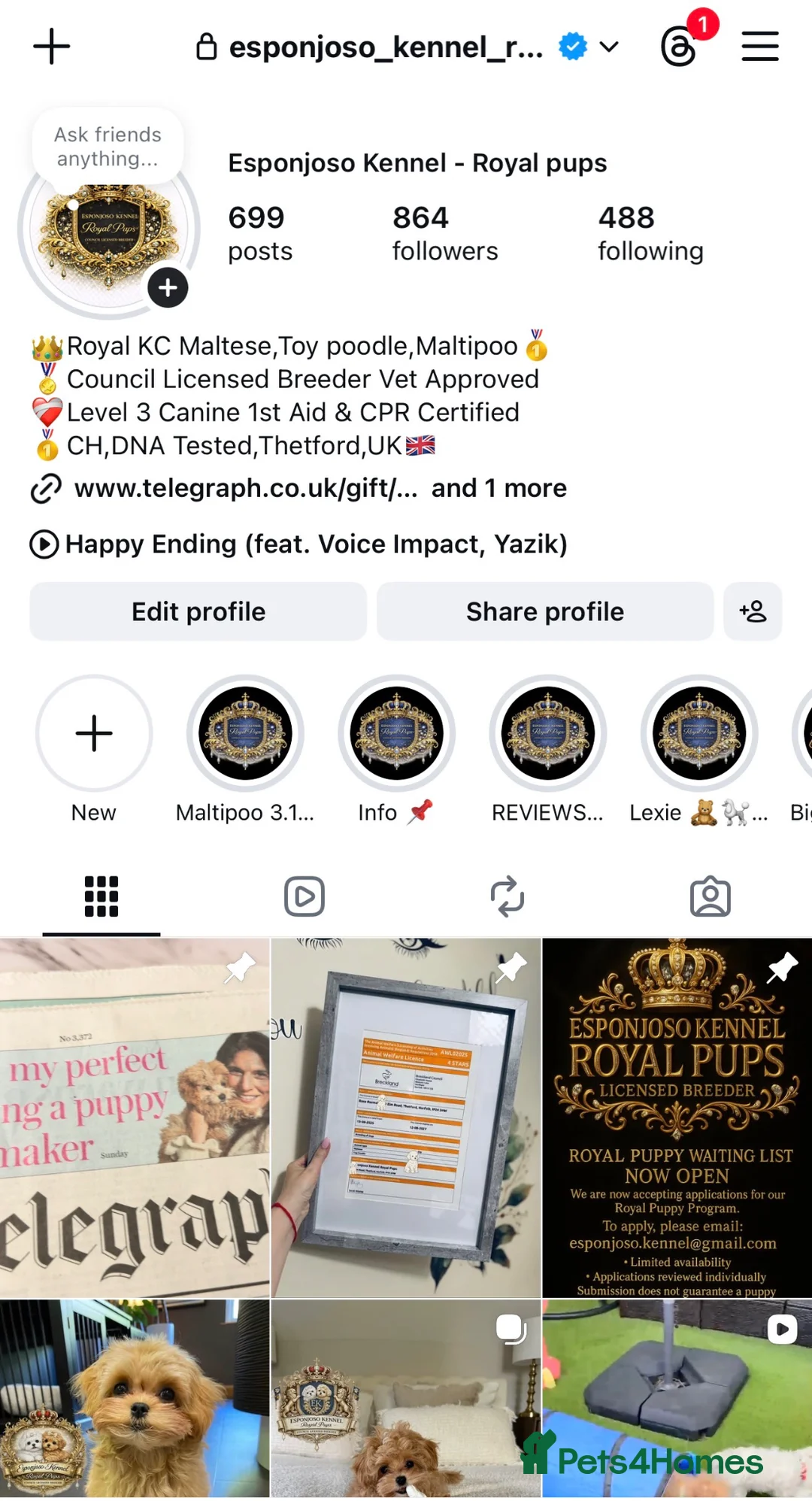 Toy Poodle dogs for stud: 🔥One-in-a-Million teddy Asian toy poodle DNA Stud - Advert 3