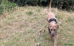 Mixed Breed dogs for sale: 10 month old staff/lab mix - Image 4
