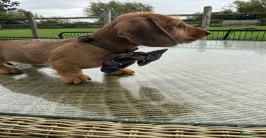 Miniature Dachshund dogs - Advert 3