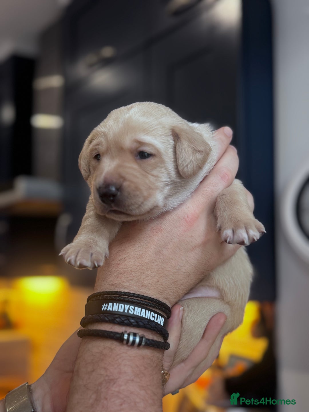 Labrador Retriever dogs for sale: Labrador Puppies - 1 Male & 3 Females Available - Advert 6