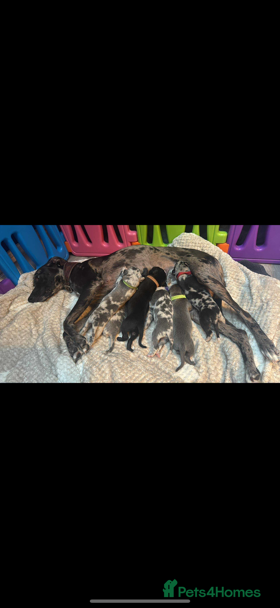 Whippet dogs for sale: Beautiful working whippets  - Image 13