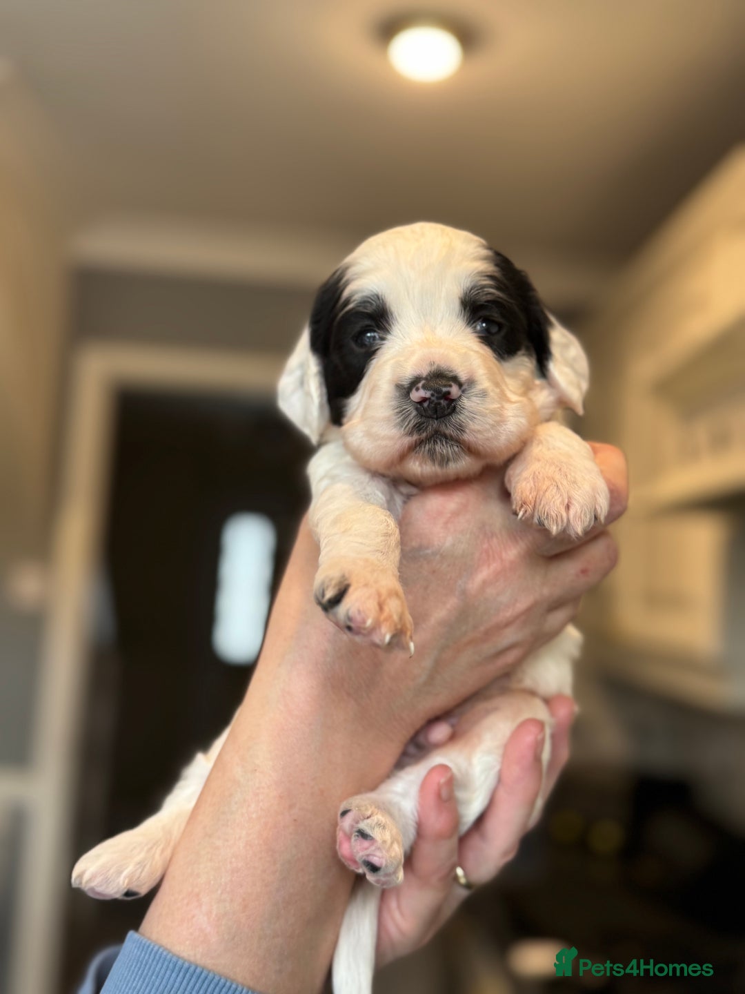 Sproodle dogs for sale: Gorgeous sproodle puppies - Family raised - Advert 4