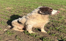 English Springer Spaniel dogs for stud: Springer spaniel for stud  - Image 3