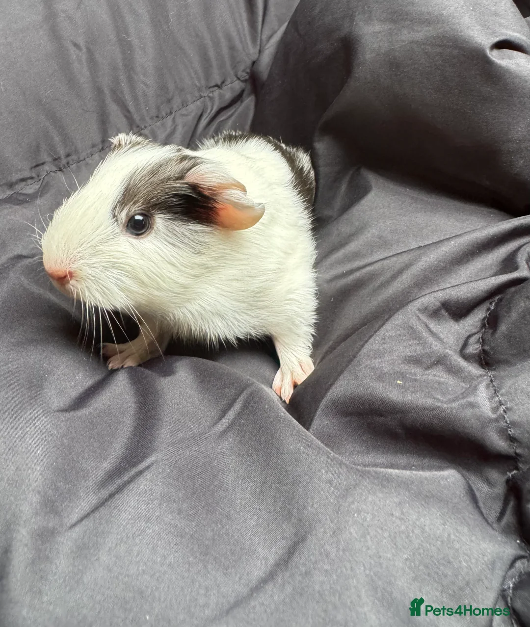 Guinea Pig rodents for sale: 6 beautiful friendly guinea pigs - Advert 15