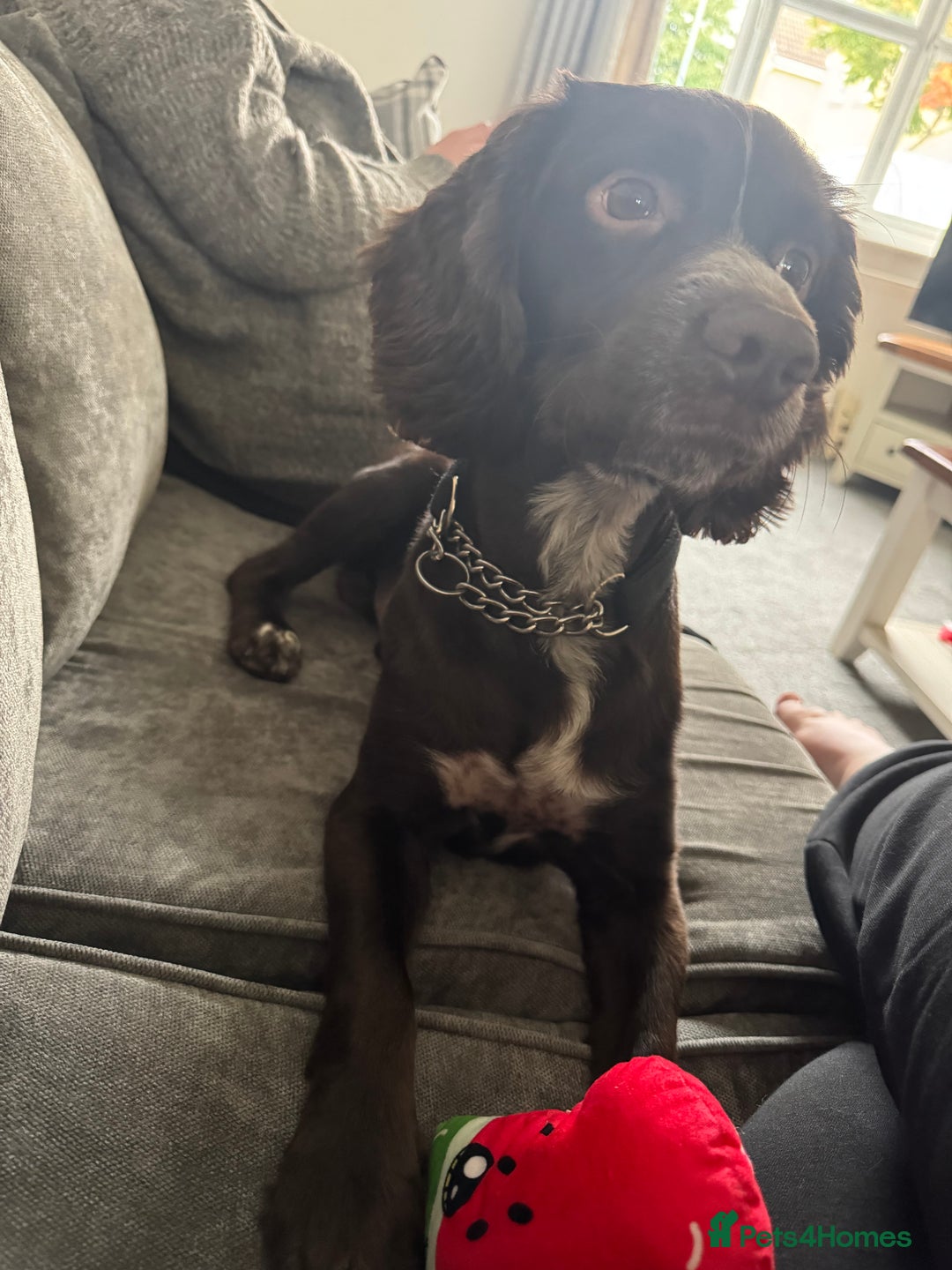 Sprocker dogs for sale: 2 year old Sprocker  - Image 4