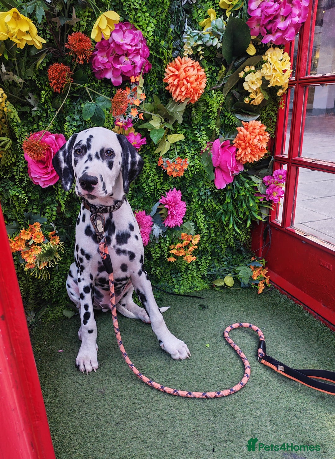 Dalmatian dogs for sale: Dalelladoo Dalmatians - Champion bred puppies   in Ellesmere Port - Image 2