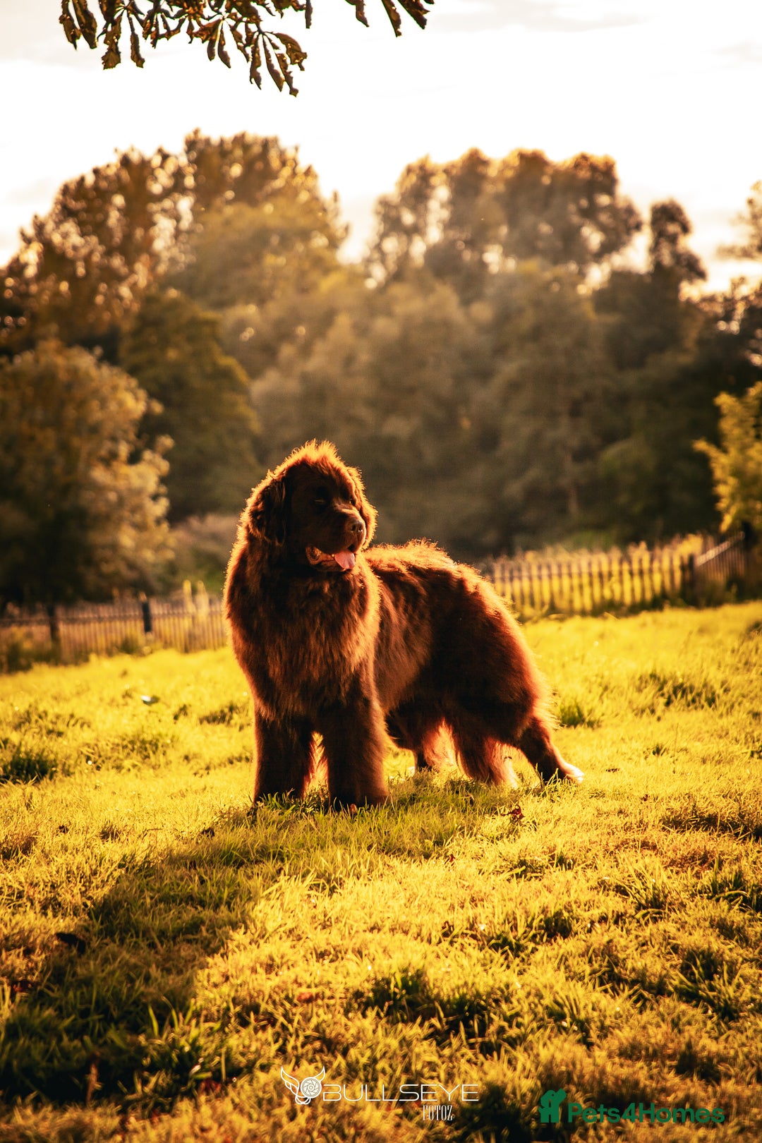 Newfoundland dogs for stud: KC Brown Newfoundland Stud - Advert 7