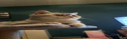 British Shorthair cats for sale: British shorthair  in Tipton - Advert 5