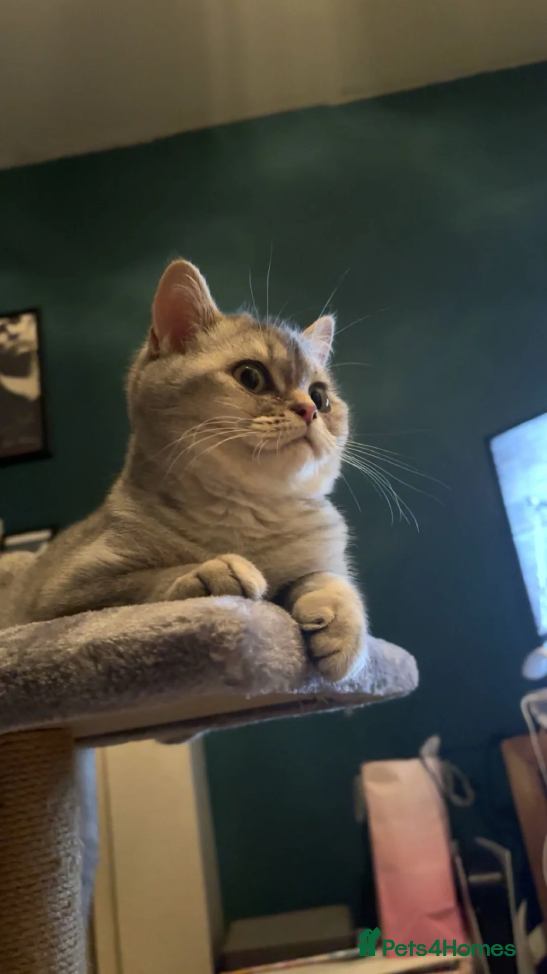 British Shorthair cats for sale: British shorthair  in Tipton - Advert 5