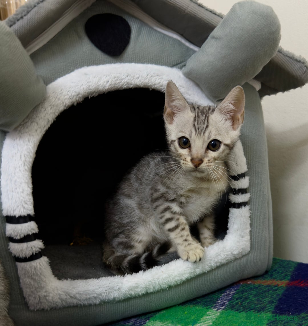 Bengal cats for sale: purebred Bengal kittens - Advert 5