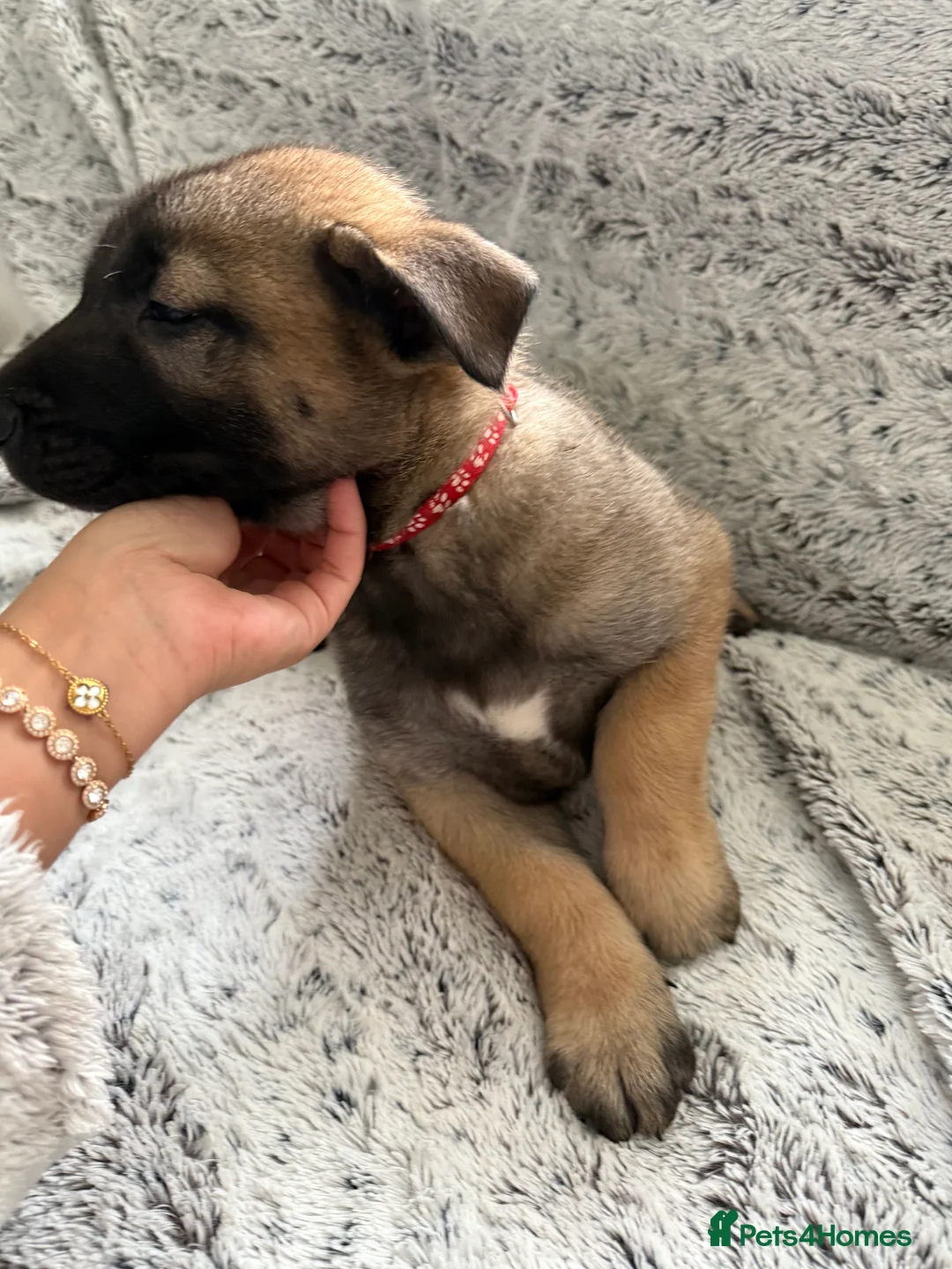 Mixed Breed dogs for sale: German Shepherd x Husky x Belgian Malinois puppies - Advert 15