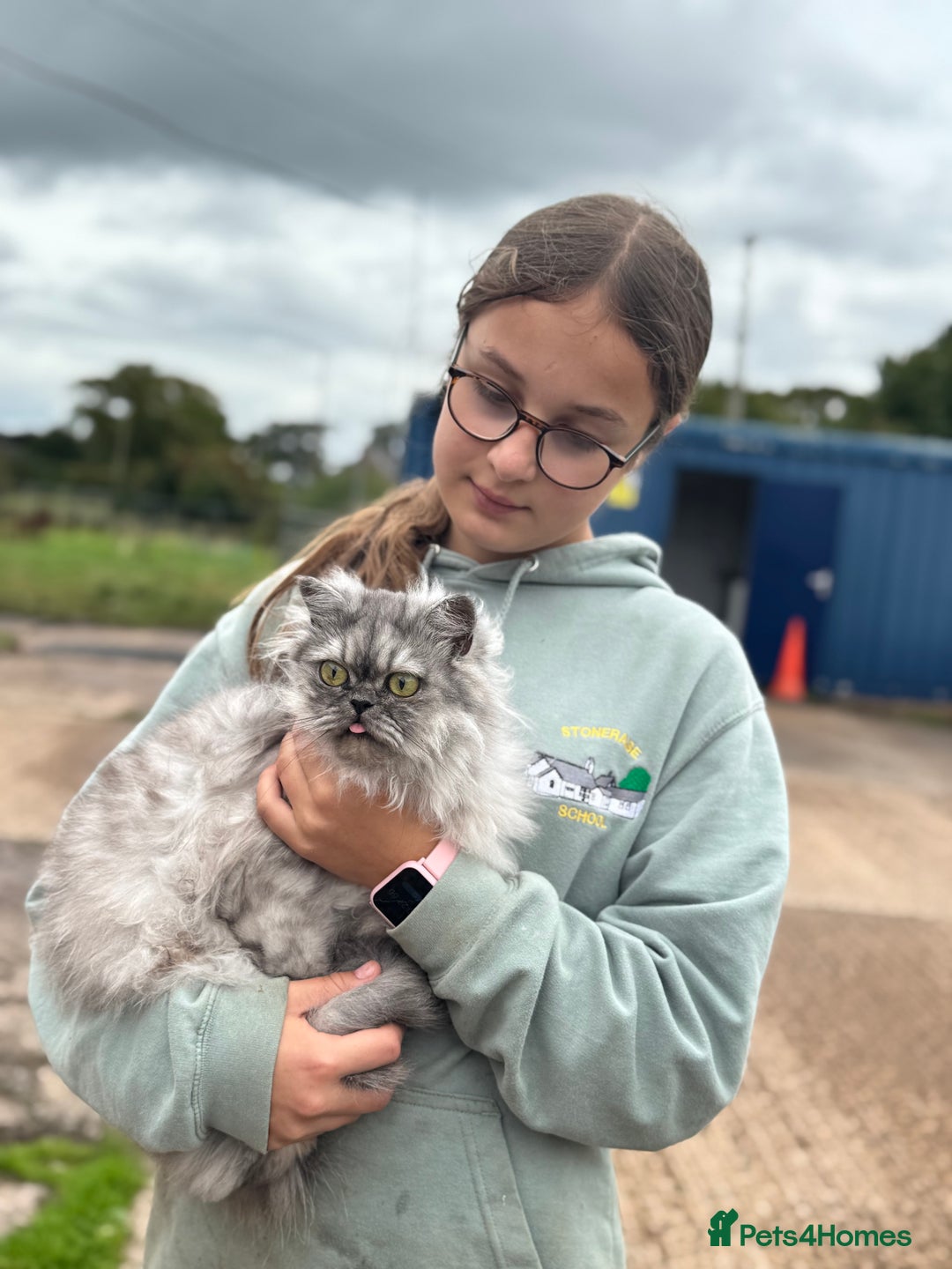 Persian cats for sale: Chinchilla Persians  - Advert 8