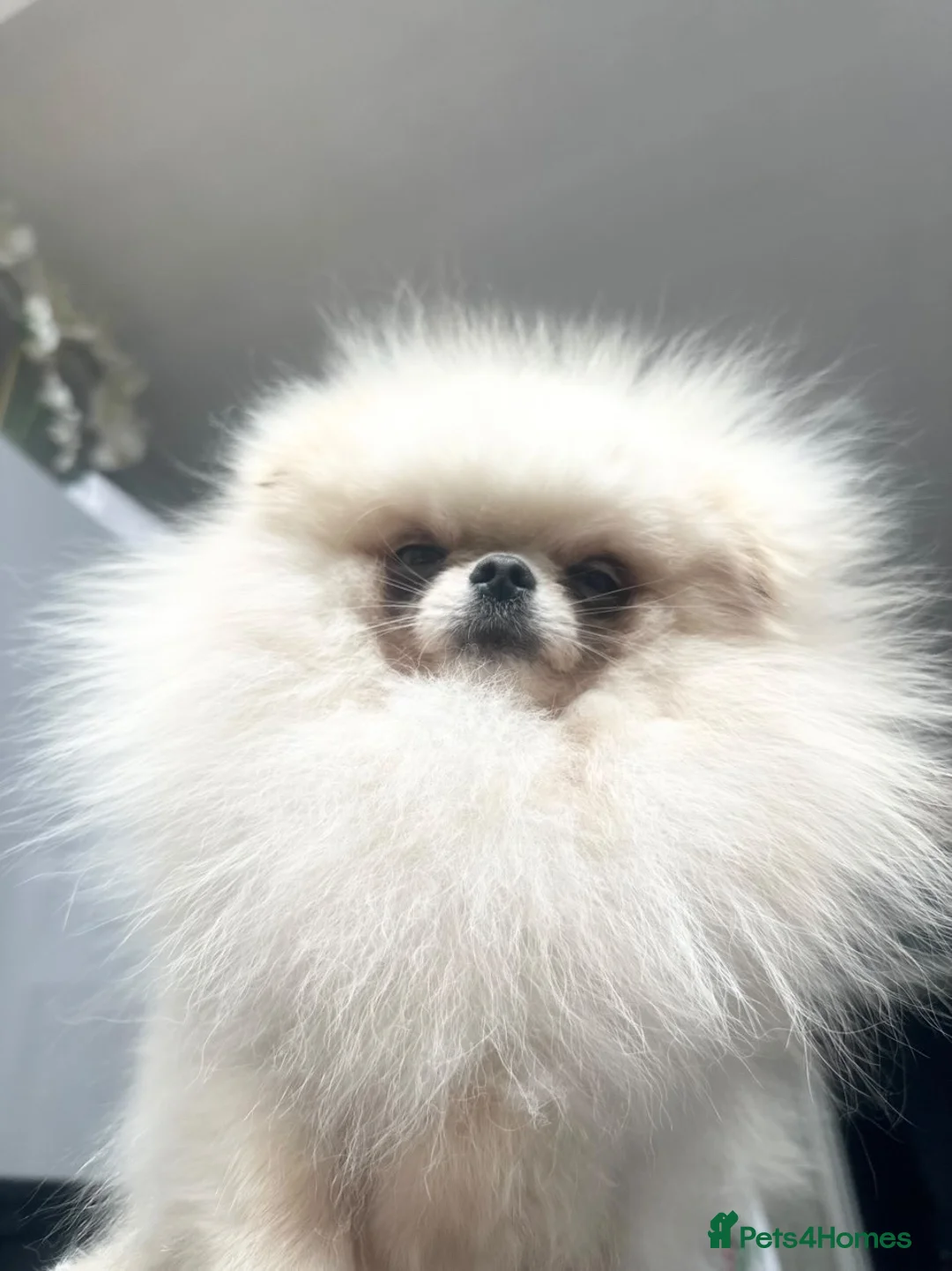 Pomeranian dogs for stud: Tiny White/cream Teddy Pomeranian stud  - Advert 7