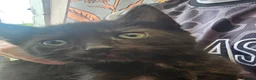 Mixed Breed cats for sale: KITTENS FOR SALE READY TO LEAVE NOW - Advert 19