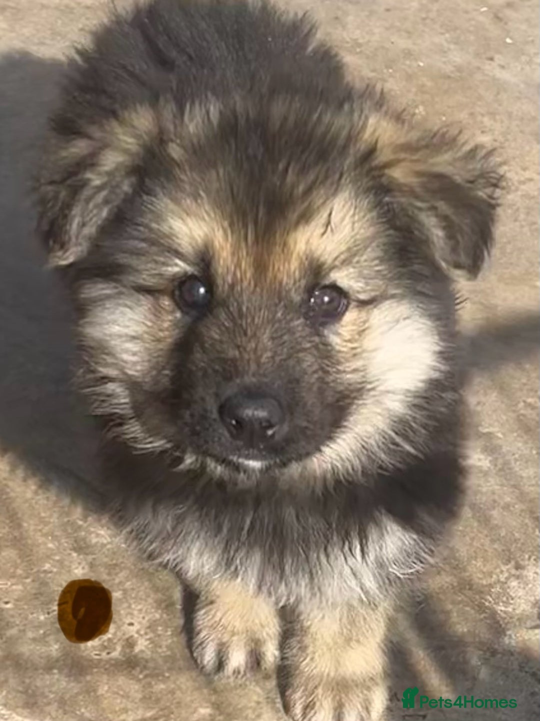 German Shepherd dogs for sale: German shepherd pups - Image 2