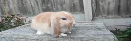 Mini Lop rabbits for sale: Minilop bunnies and Adult Female  - Advert 15