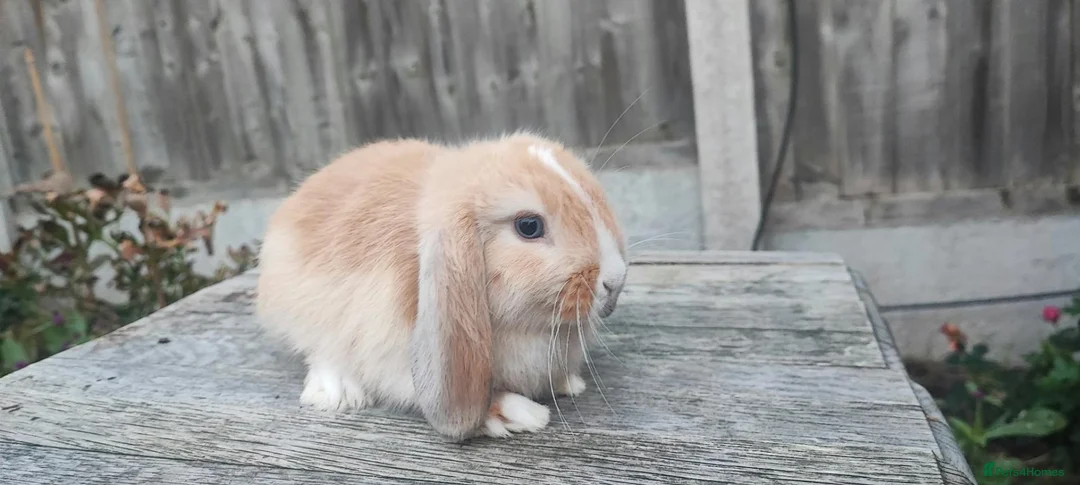 Mini Lop rabbits for sale: Minilop bunnies and Adult Female  - Advert 15