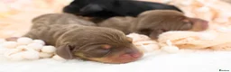 Miniature Dachshund dogs for sale: KC Registered Miniature Dachshund Puppies - Advert 7