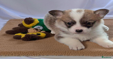Welsh Corgi Pembroke dogs - Advert 15
