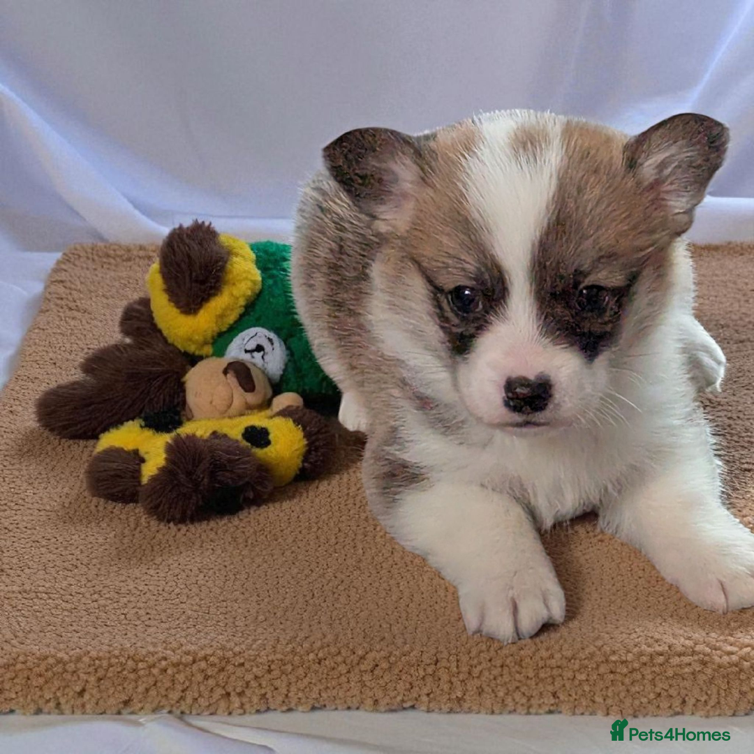 Welsh Corgi Pembroke dogs for sale: Champion line corgi puppies health tested parents  - Image 2