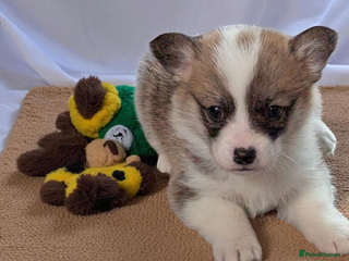Welsh Corgi Pembroke dogs - Advert 3