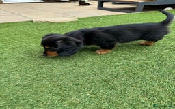 Miniature Dachshund dogs for sale: Miniature Dachshunds Vaccinated and Ready to leave in Harlow - Image 9