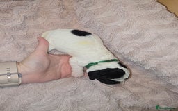 Mixed Breed dogs for sale: Schnockerpoo Puppies - Image 11