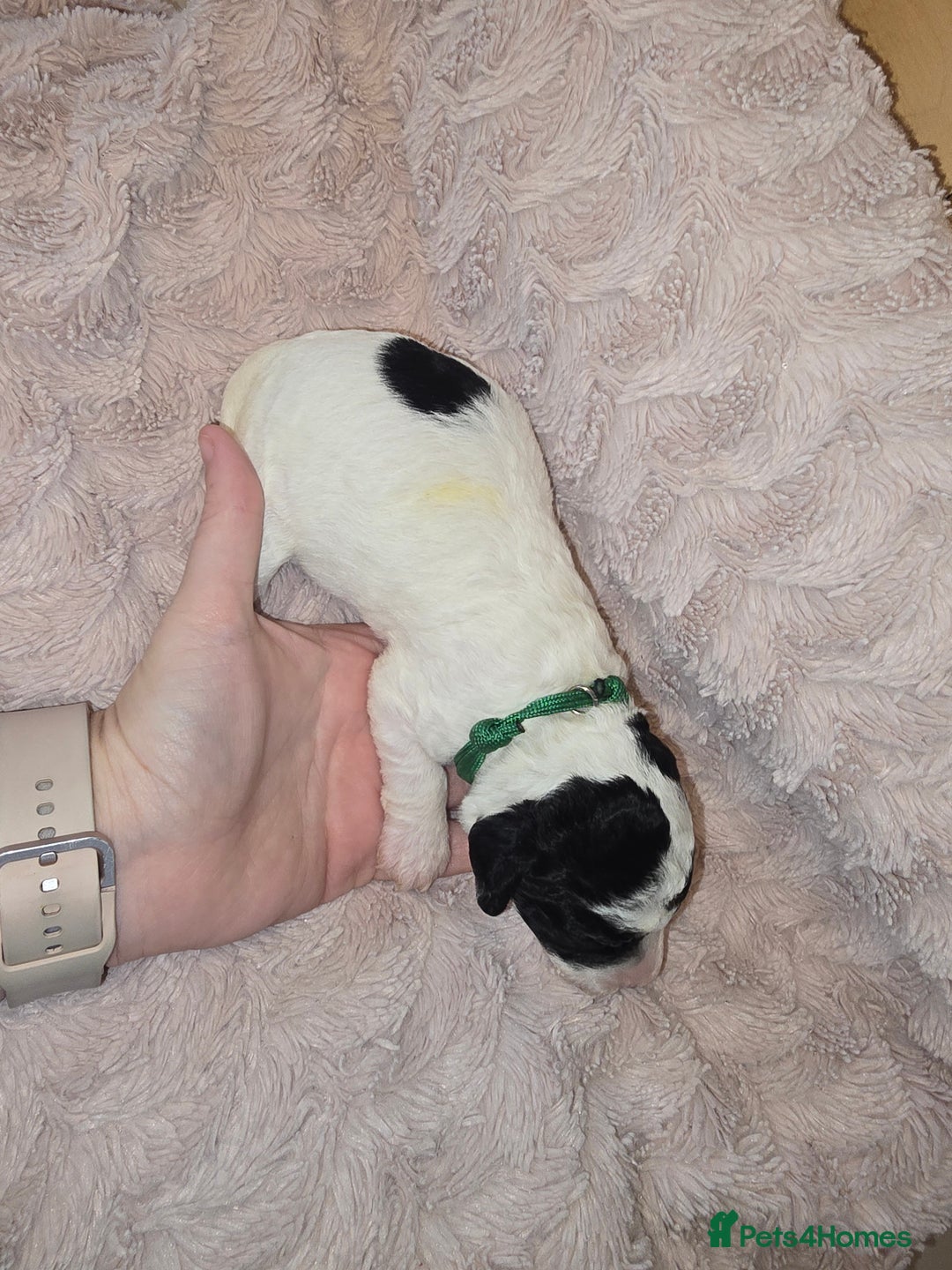 Mixed Breed dogs for sale: Schnockerpoo Puppies - Image 11