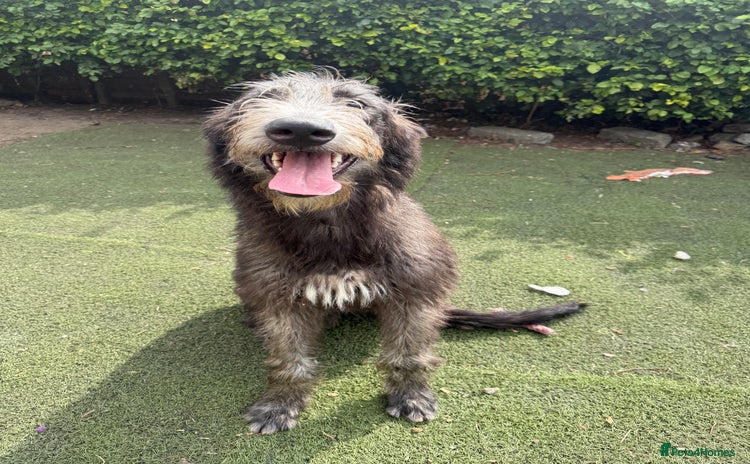 Irish Wolfhound dogs - Advert 1